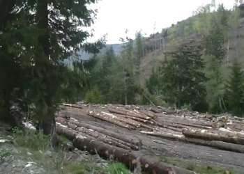 Lovitură pentru hoții de lemne – Tăierile ilegale depistate prin GPS
