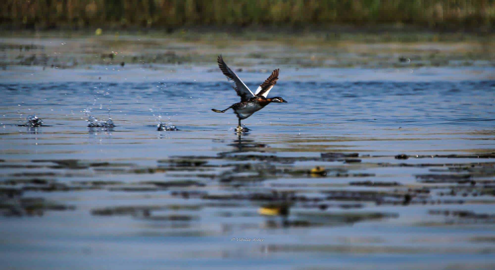 10286931 507646752696098 4998418605928475572 o