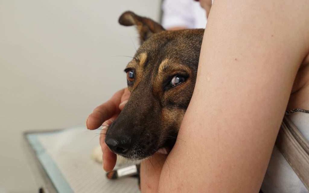 Sterilizări GRATUITE pentru câinii din Măcin. Amenzi de până la 10.000 de lei pentru cei care nu respectă legea