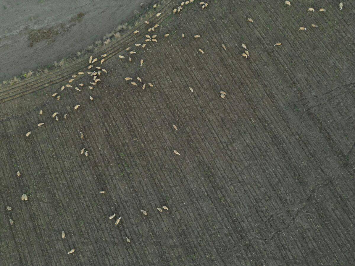 photo of a flock of sheep in fields