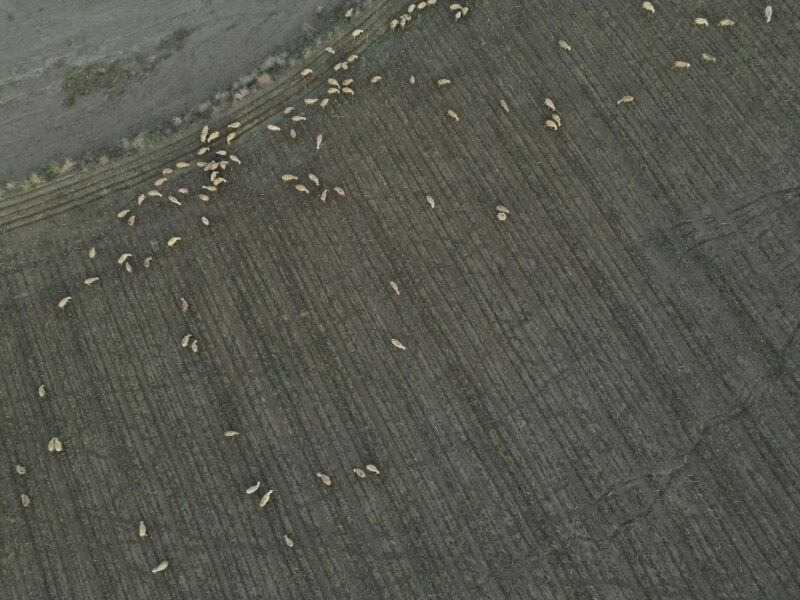 photo of a flock of sheep in fields