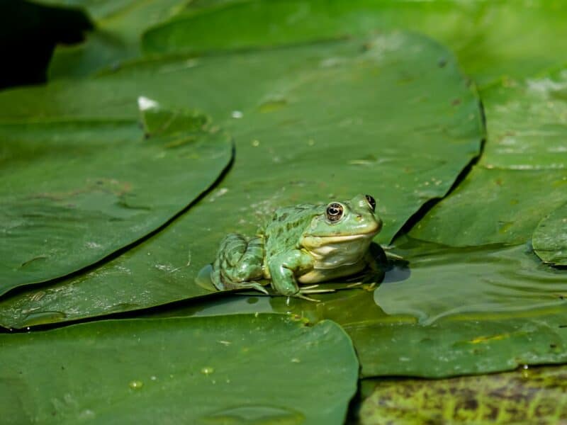 close up shot of a green frog on lily pads