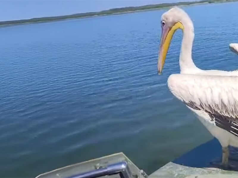 pelican delta dunarii