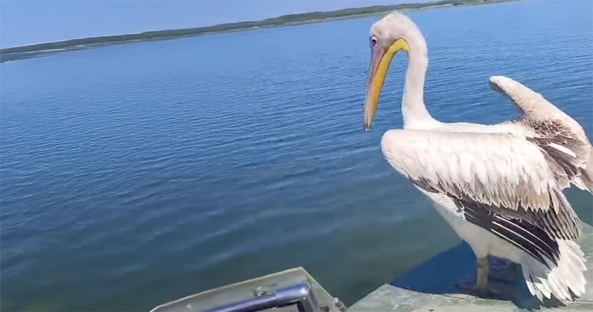 pelican delta dunarii