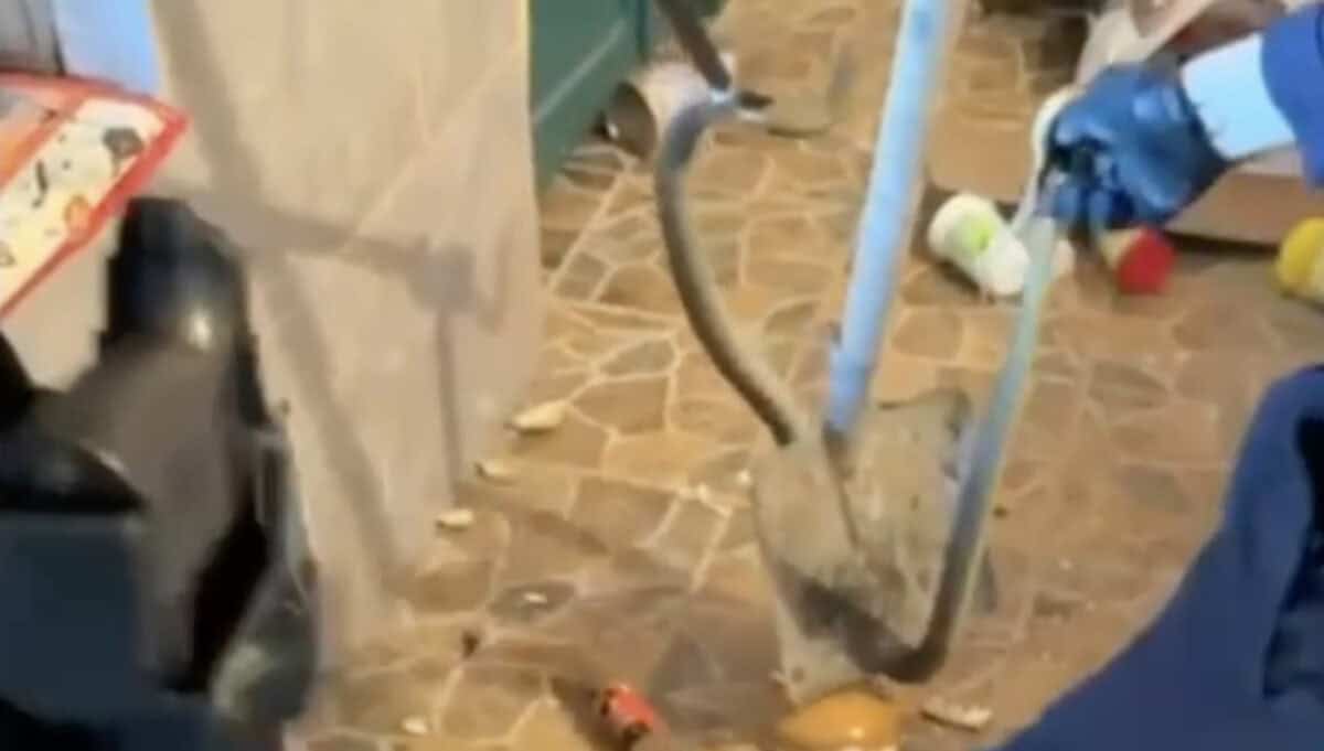 Sarpe in bucatarie tulcea