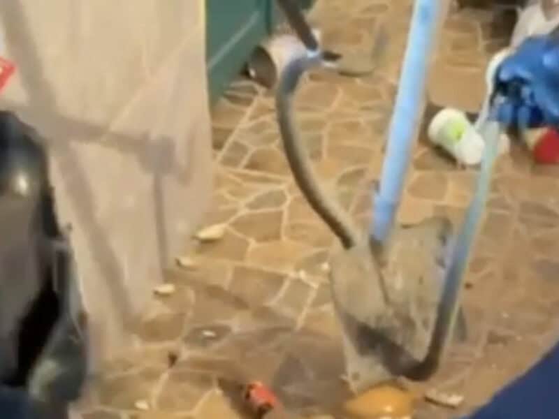 Sarpe in bucatarie tulcea