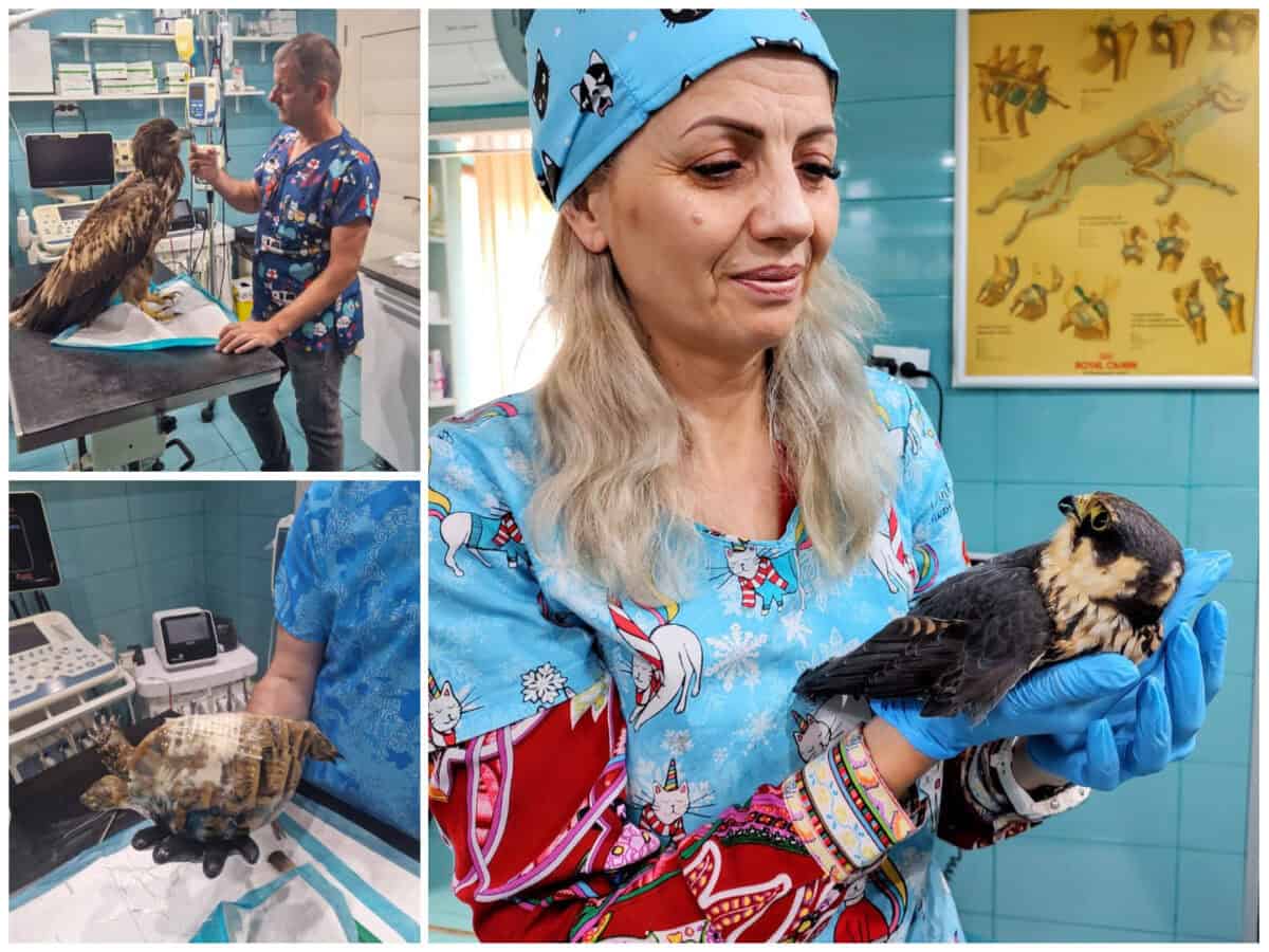 colaj deschidere animale