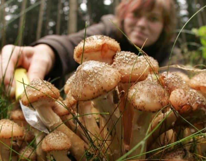 Intoxicație cu ciuperci într-o familie din Moșna provoacă moartea unui bărbat de 48 de ani