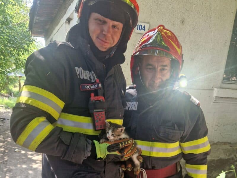 Pui de pisică salvat de pompieri după ce a căzut într-o fântână din Sebeș
