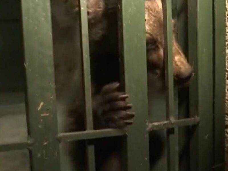 Bărbat din Bistrița-Năsăud plasat sub control judiciar pentru vânătoare ilegală de urși