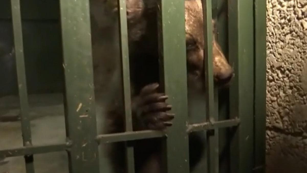 Bărbat din Bistrița-Năsăud plasat sub control judiciar pentru vânătoare ilegală de urși