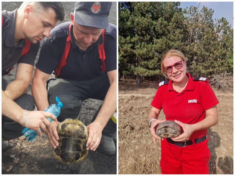 colaj broaste testoase