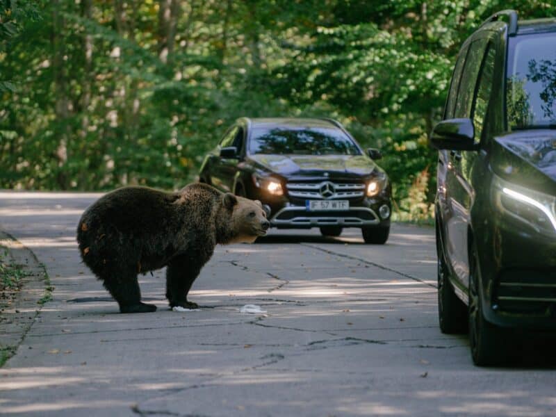 Gard electric la Râșnov pentru siguranța localnicilor împotriva urșilor în expansiune