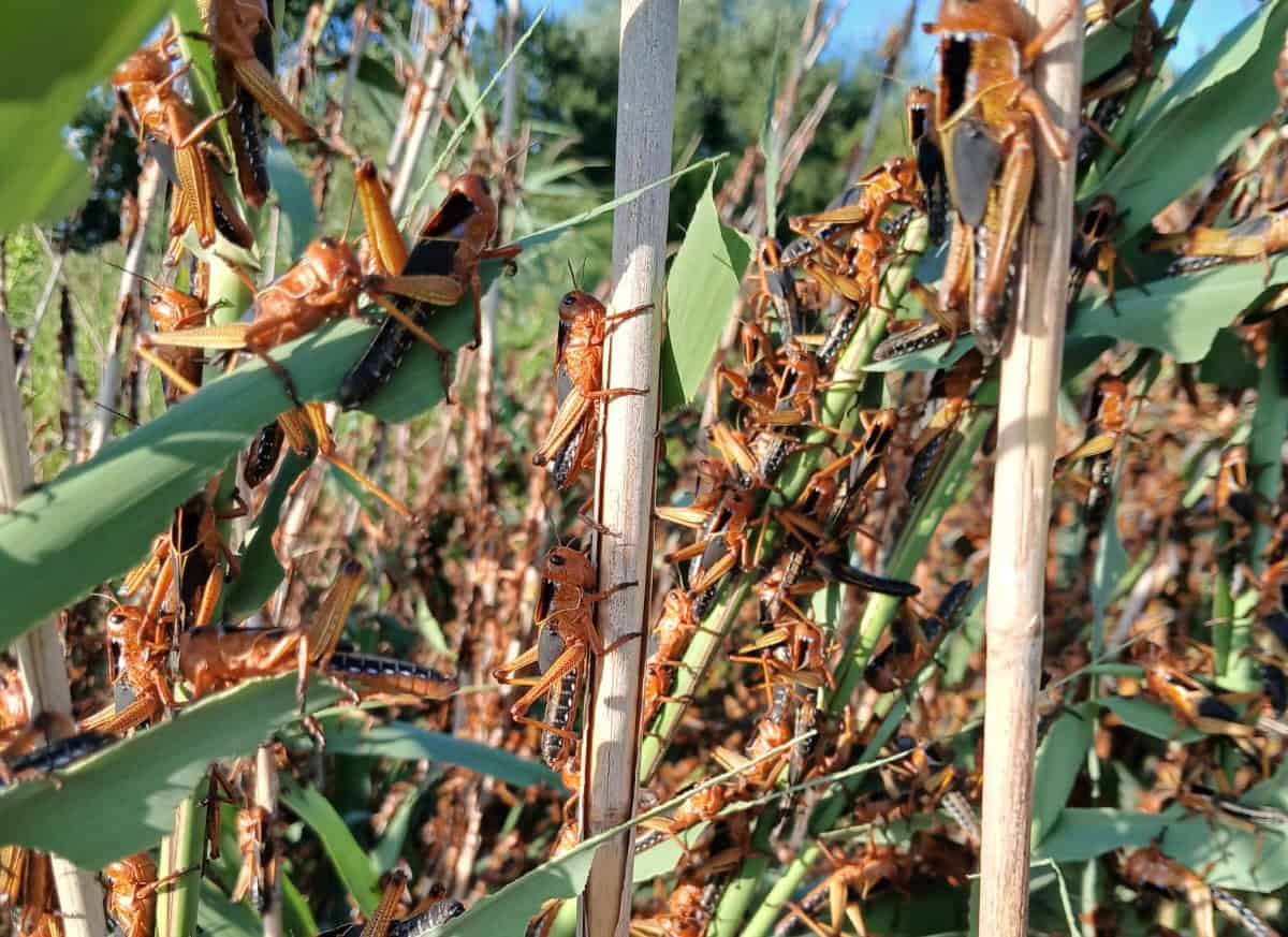 lacuste foto landscape
