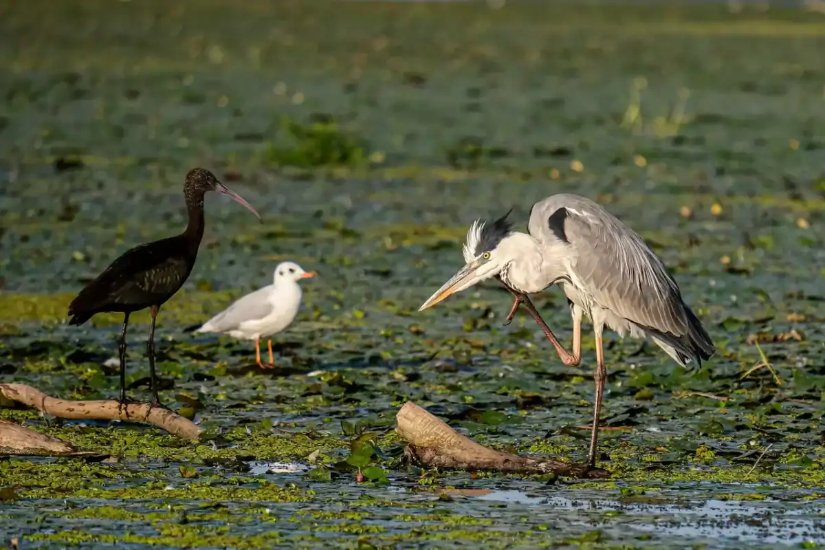 delta dunarii natura pelicani vegetatie flora fauna 1