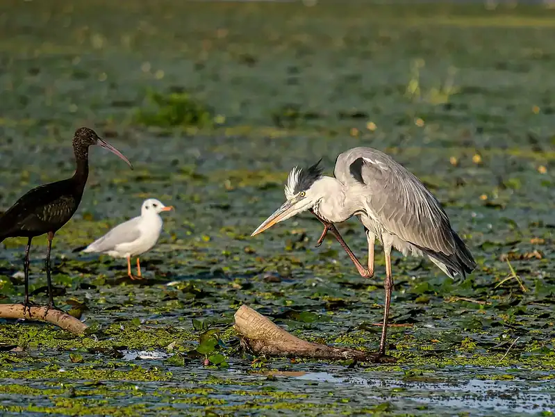 delta dunarii natura pelicani vegetatie flora fauna 1