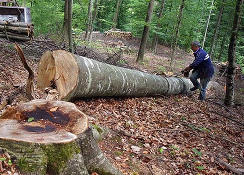 Guvernul aprobă modificarea Codului Silvic pentru reorganizarea Romsilva și măsuri fiscale