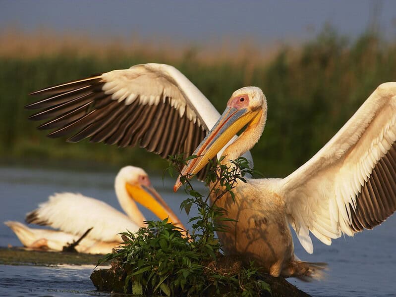 Pelican comun scaled 1