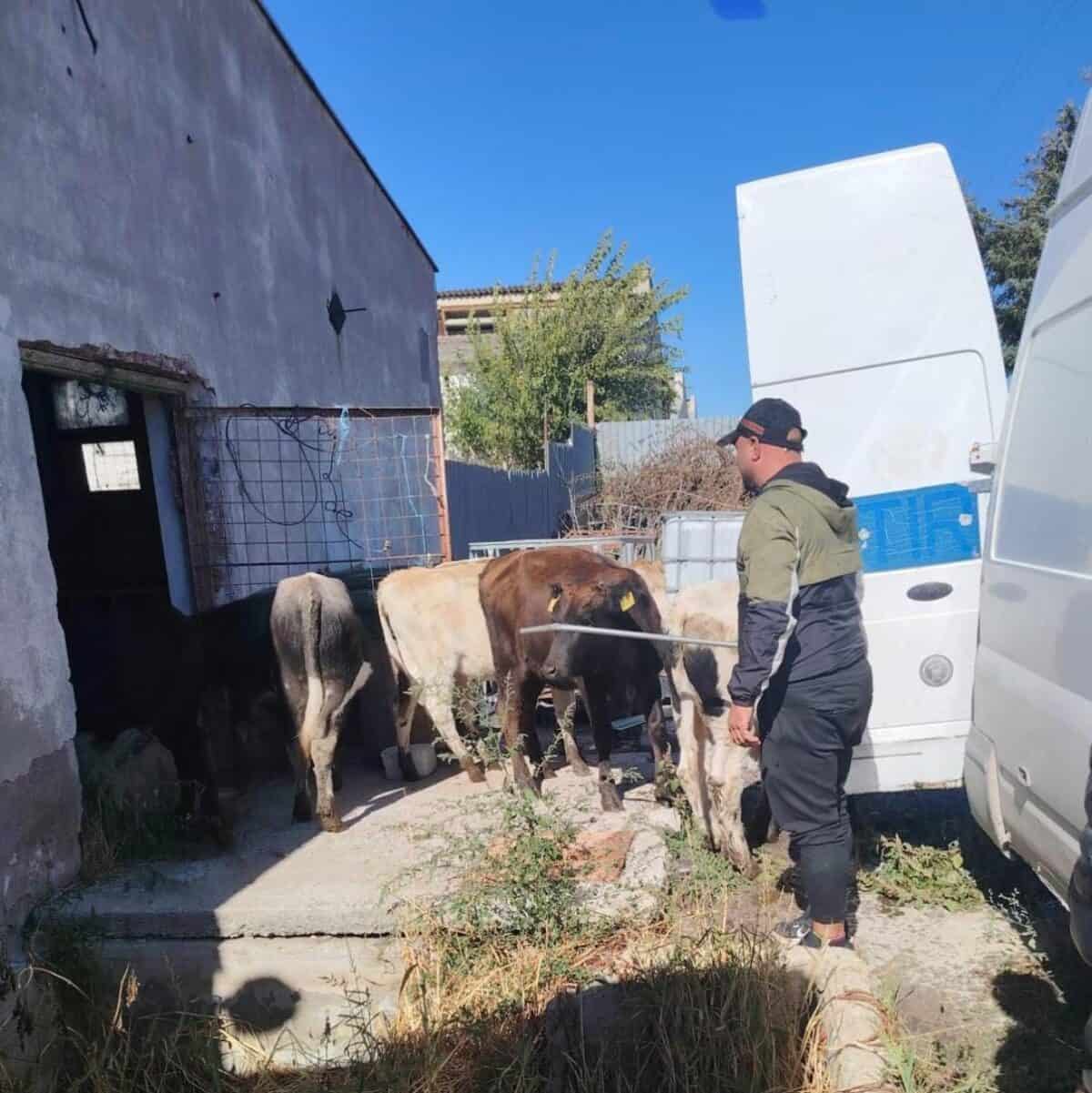 bovine confiscate