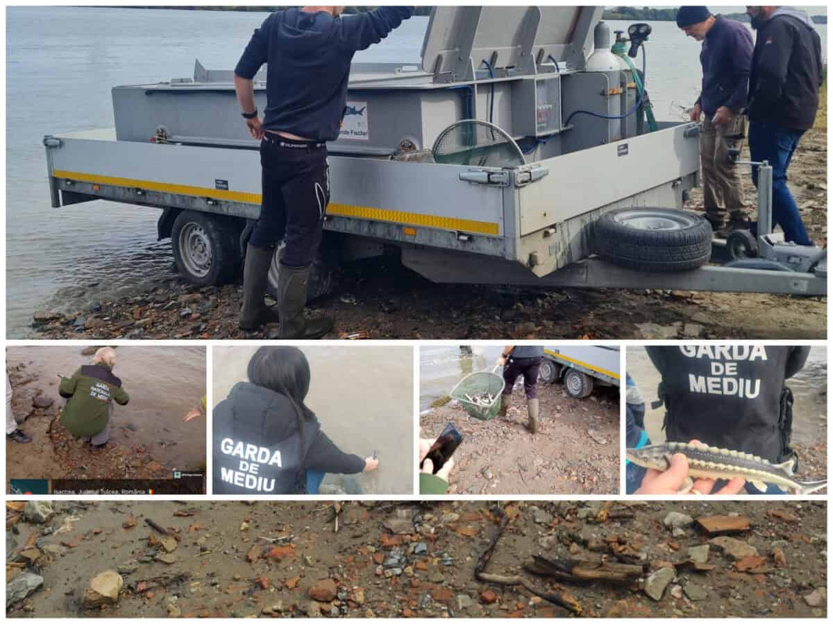 colaj sturioni isaccea