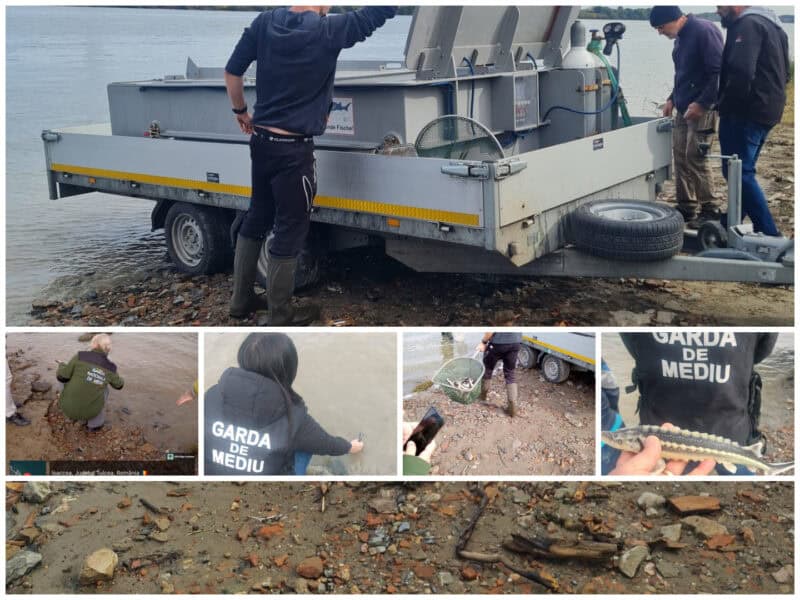 colaj sturioni isaccea