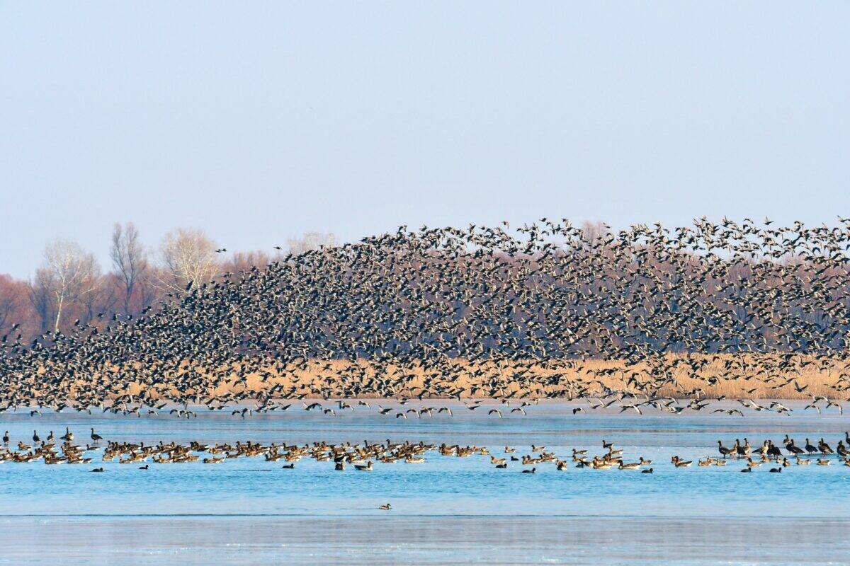 pasari migratoare 2 bun