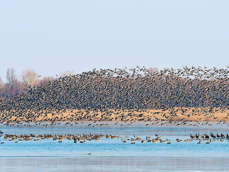 pasari migratoare 2 bun