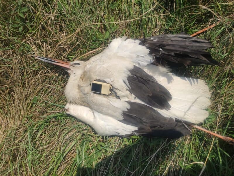 pelican electrocutat