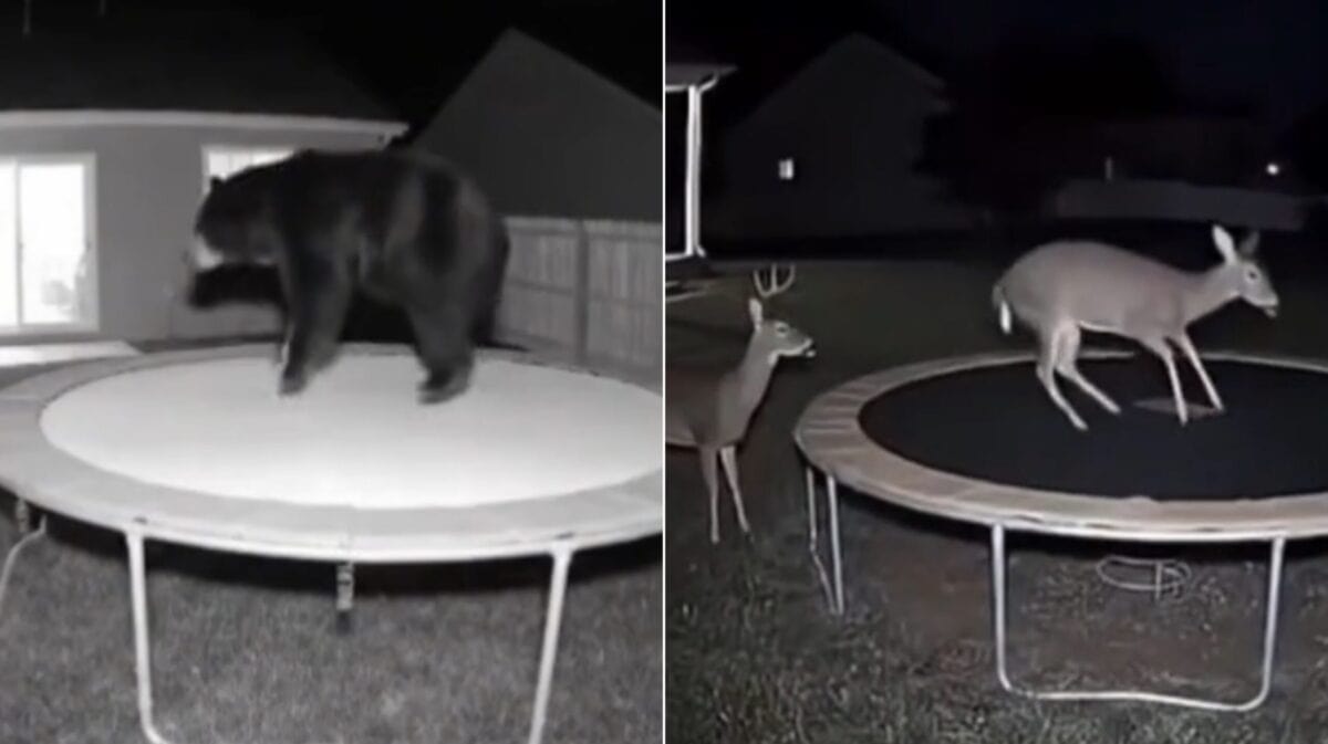 Escrocheriile cu videoclipuri deepfake cresc alarmant și vizează milioane de utilizatori