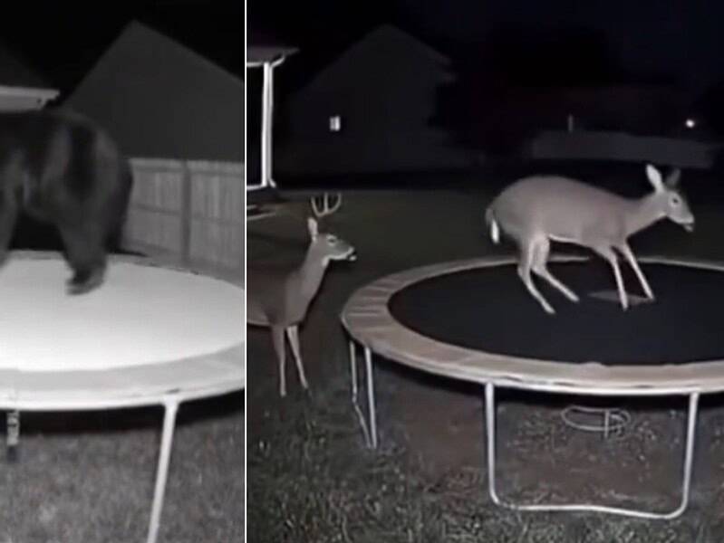 Escrocheriile cu videoclipuri deepfake cresc alarmant și vizează milioane de utilizatori