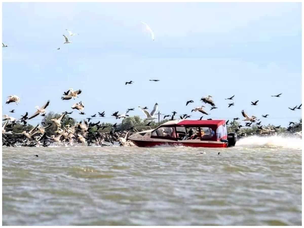 salupa turisti pelicani