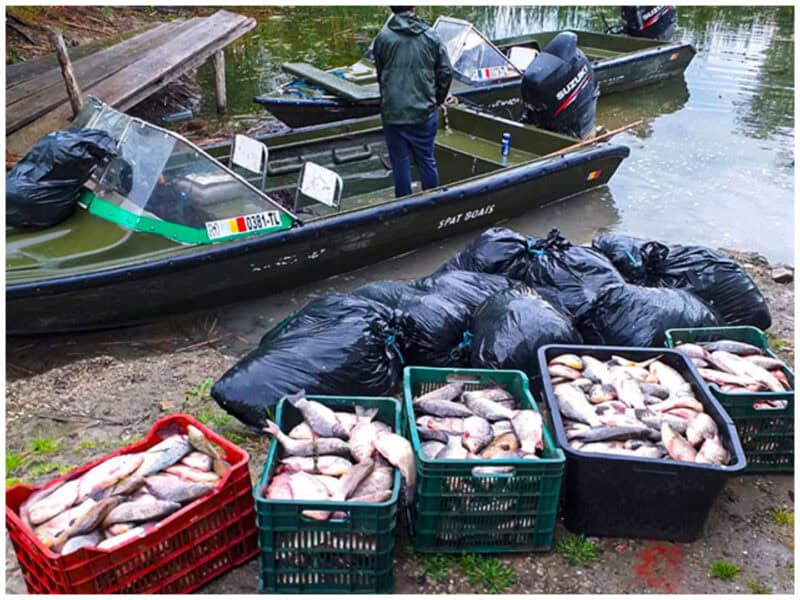 braconaj bun landscape