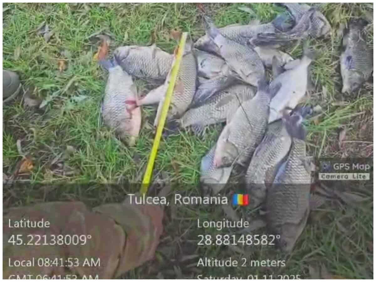 (VIDEO)Catch & Release la control în Delta Dunării: un singur pește pe zi, altfel riști să fii „pescuit” de sancțiuni!”