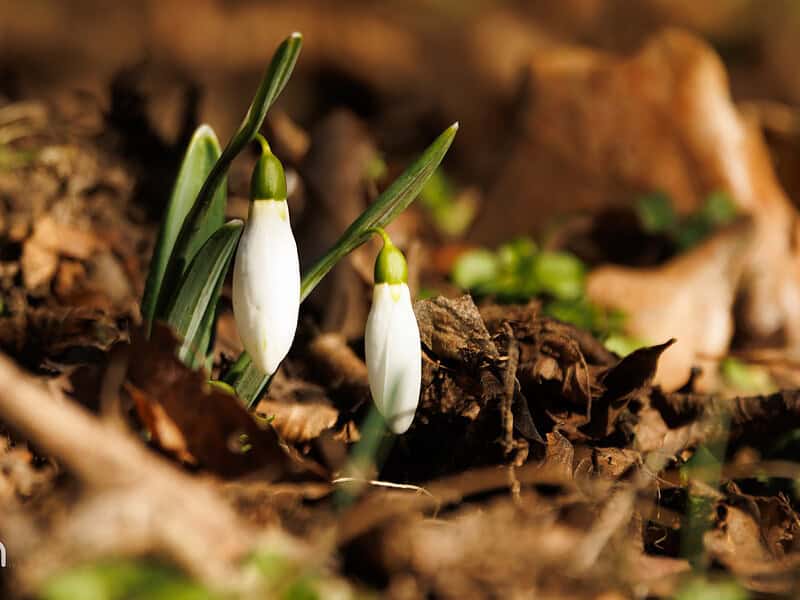 607597151 1312891364205916 5174248994669075438 n