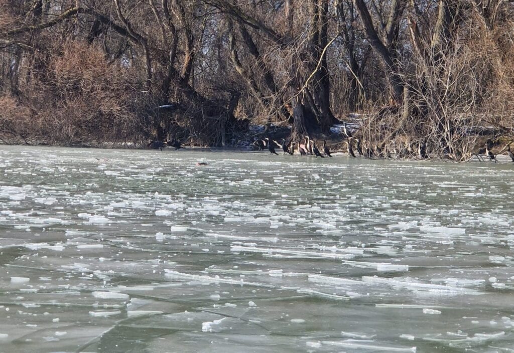 Primele semne de dezgheț în Delta Dunării, după zilele de ger. ARBDD anunță situația actuală / foto