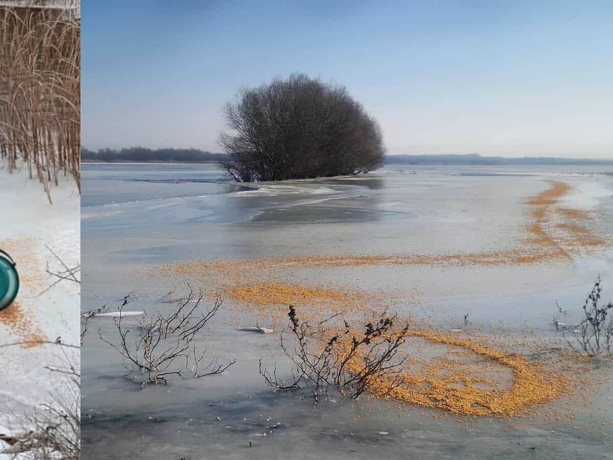 Noi acțiuni de hrănire a păsărilor în Delta Dunării: 1,5 tone de cereale au fost răspândite în zonele înghețate / foto-video