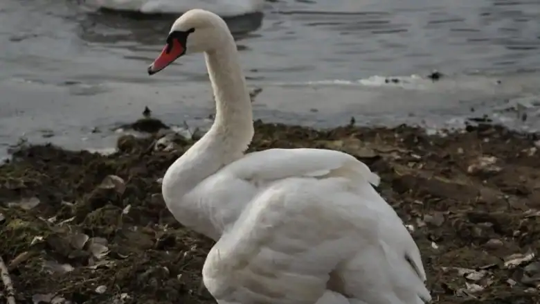 LEBADA CU ARIPA RUPTA