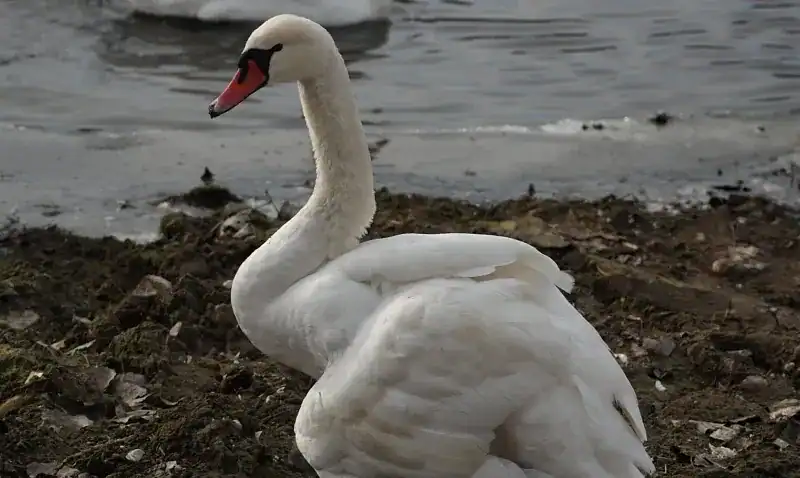 LEBADA CU ARIPA RUPTA