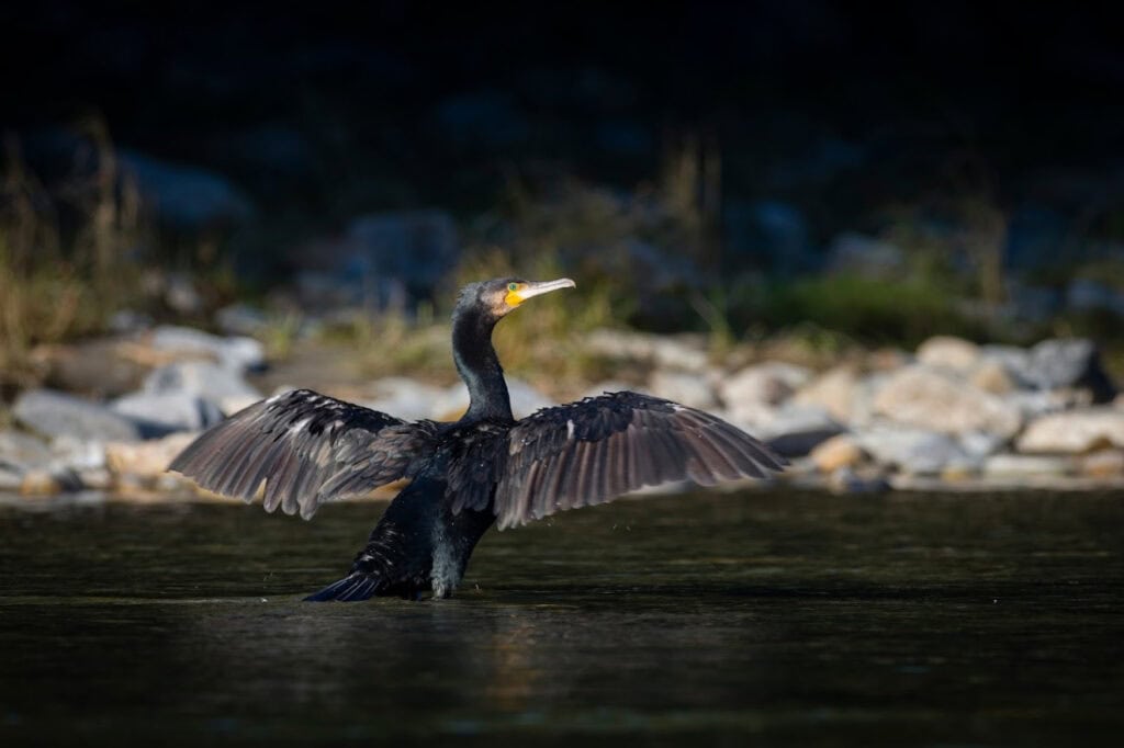 O petiție online le cere autorităților din Tulcea să controleze cormoranii. Păsările consumă cantități uriașe de pește și afectează pescuitul