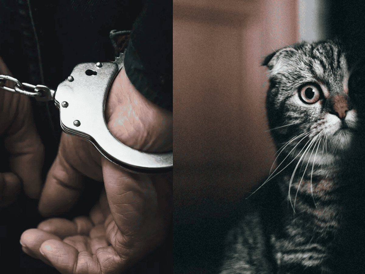 Scene șocante în mediul online: poliția Tulcea anchetează un bărbat pentru maltratarea unei pisici