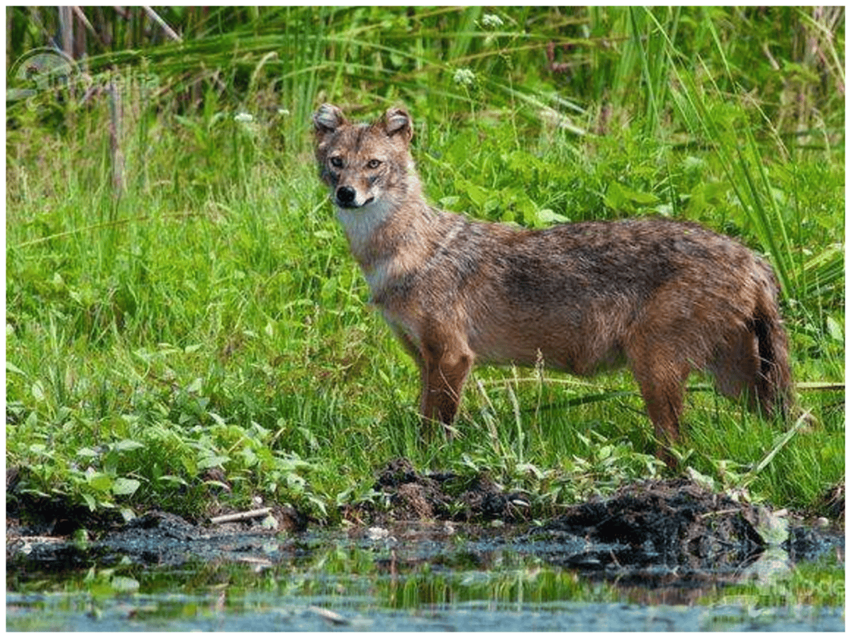 sacal auriu Delta Dunarii