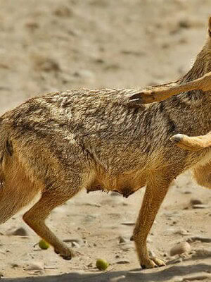 2000 de șacali se”plimbă”prin Delta Dunării: cele mai mari efective, la Crișan și Stipoc