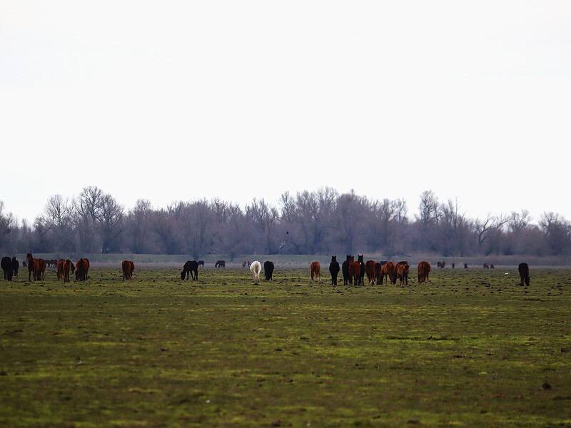 Amenzi usturătoare în Delta Dunării: pășunat ilegal și garduri electrice demontate pe Grindul Dranov / foto