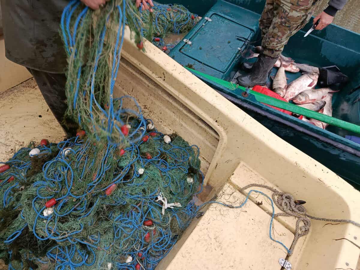 Controale intensificate în Delta Dunării: zeci de plase și sute de pești, în doar o săptămână / foto-video