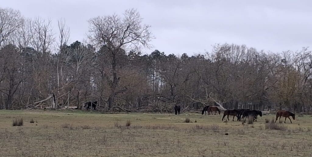 Caii din Delta Dunării, între panică online și realitatea din teren. Ce au constatat specialiștii ARBDD/ VIDEO și Foto