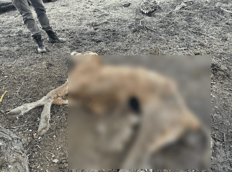 Captura de ecran 2026 02 27 145057