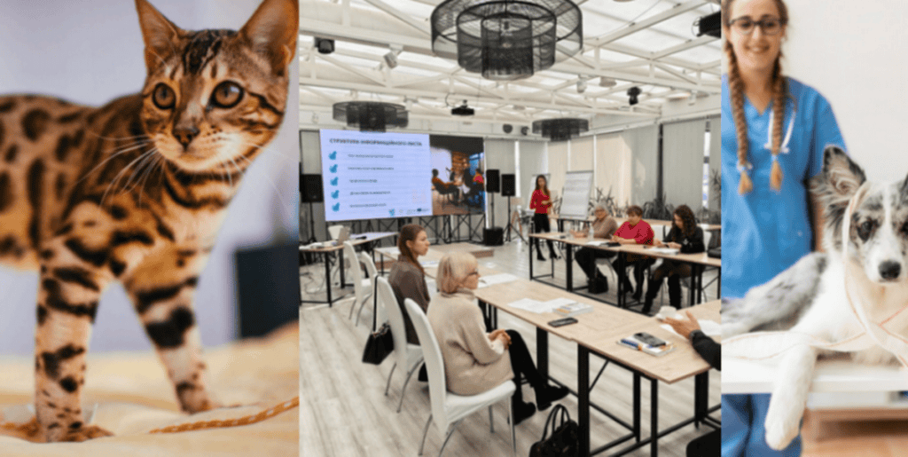 DSVSA Tulcea: ce trebuie să știe crescătorii despre rabie și pesta porcină africană