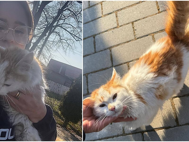 Intervenție neașteptată în Tulcea: O pisicuță abandonată, salvată din frig de polițiști / foto