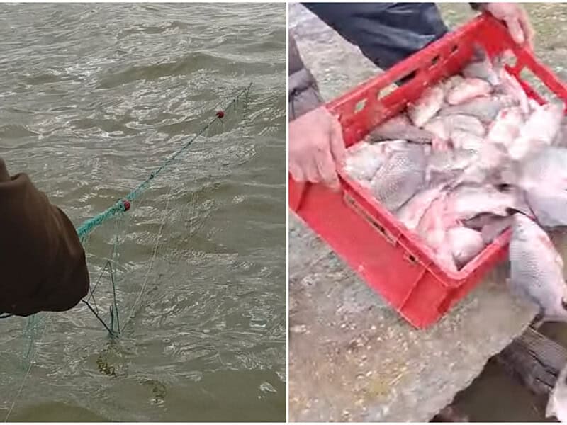 Braconaj în Delta Dunării: 17 plase interzise ridicate de inspectori, 215 pești salvați din capcane / foto – video