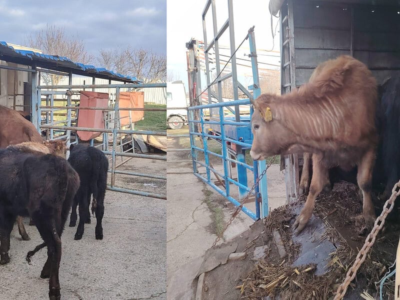 41 de viței transportați fără acte, opriți în trafic la Tulcea. Amenzi și sechestru pe animale / foto